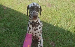 Molly was missing for more than a week in the scorching outback.