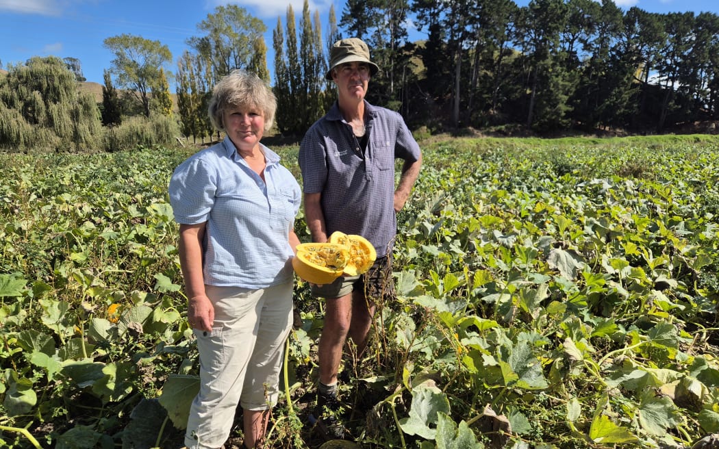 Whanganui sheep and beef farmers Clare and Grant Adkins also grow pumpkins for their seeds.