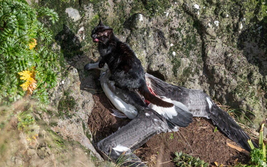 A feral cat feasts on a young albatross on Auckland Island.