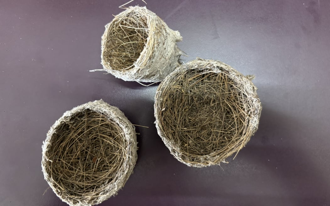 Three small bird's nests sitting on a tabletop, all cup-shaped and about the size of coffee cups. They are tightly woven grasses and twigs with grey spiderweb cladding on the exterior.