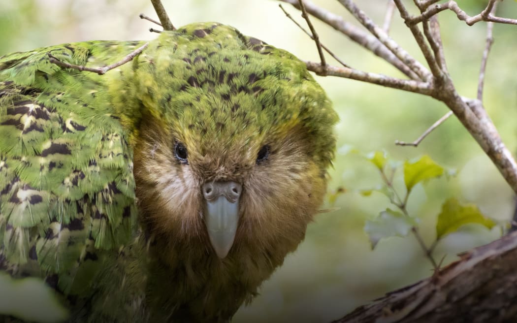 A photograph of a Kākāpō sitting on a branch with it's head front on and facing the camera.