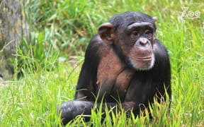 Beni died after complications following surgery.