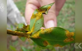 Devastating plant disease found in NZ for first time