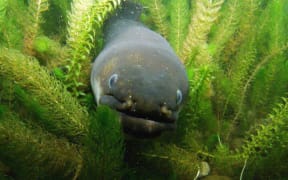 Eel
