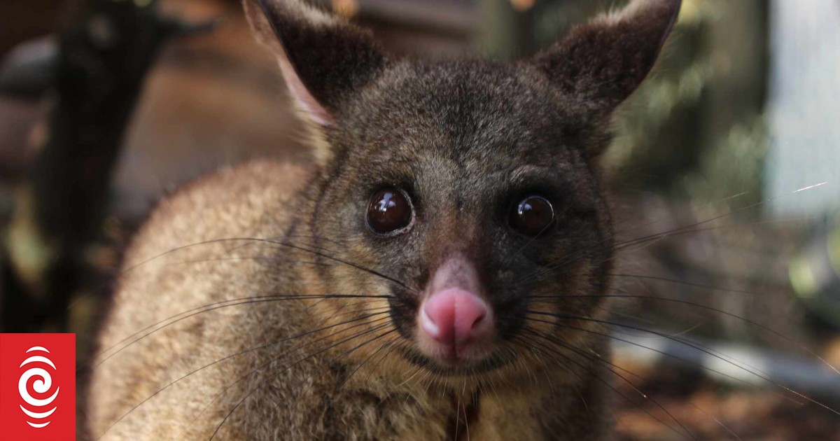 Dedicated possum lovers keeping the marsupial as pets