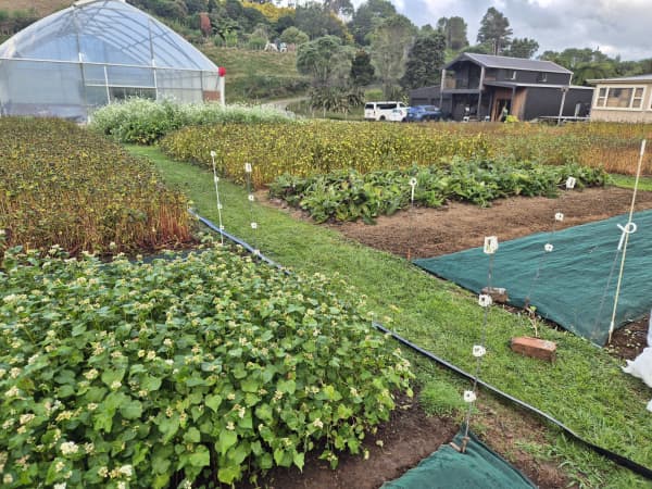 Jodi says protecting the soil through keeping it covered in crops is key.