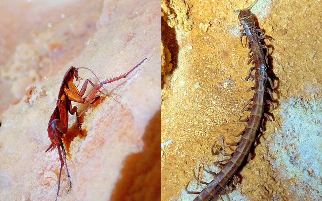 A dead cockroach and centipede found preserved in a salty Nullarbor cave.