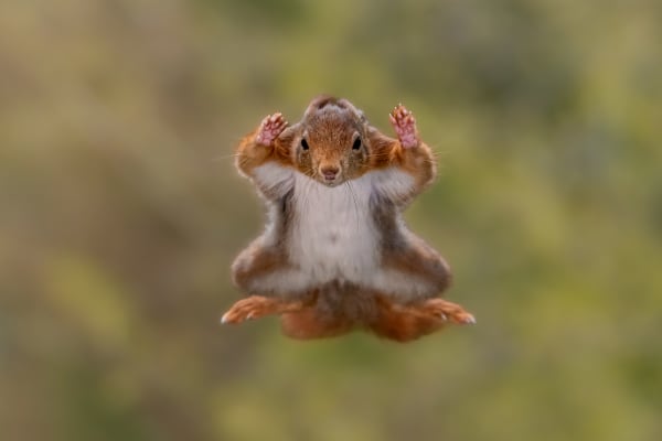Squirrel airborne: Surrender mode.