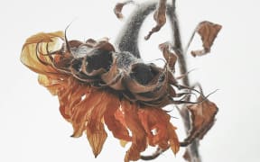 A dried flower.
