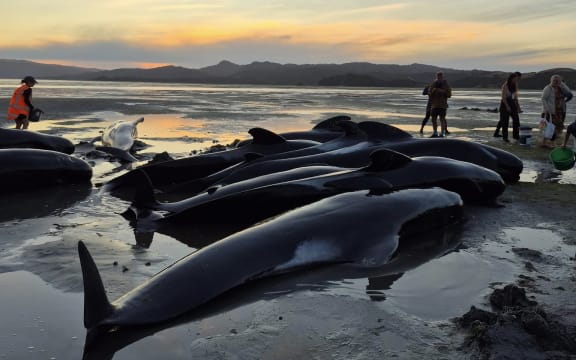 Whales stranded as the sun sets.