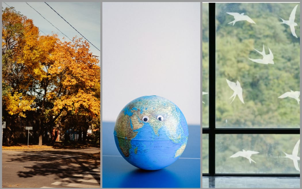 Tree-lined streets, earth, bird decals