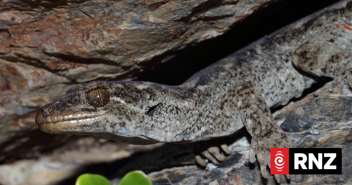 New species of New Zealand gecko hidden in plain sight | RNZ