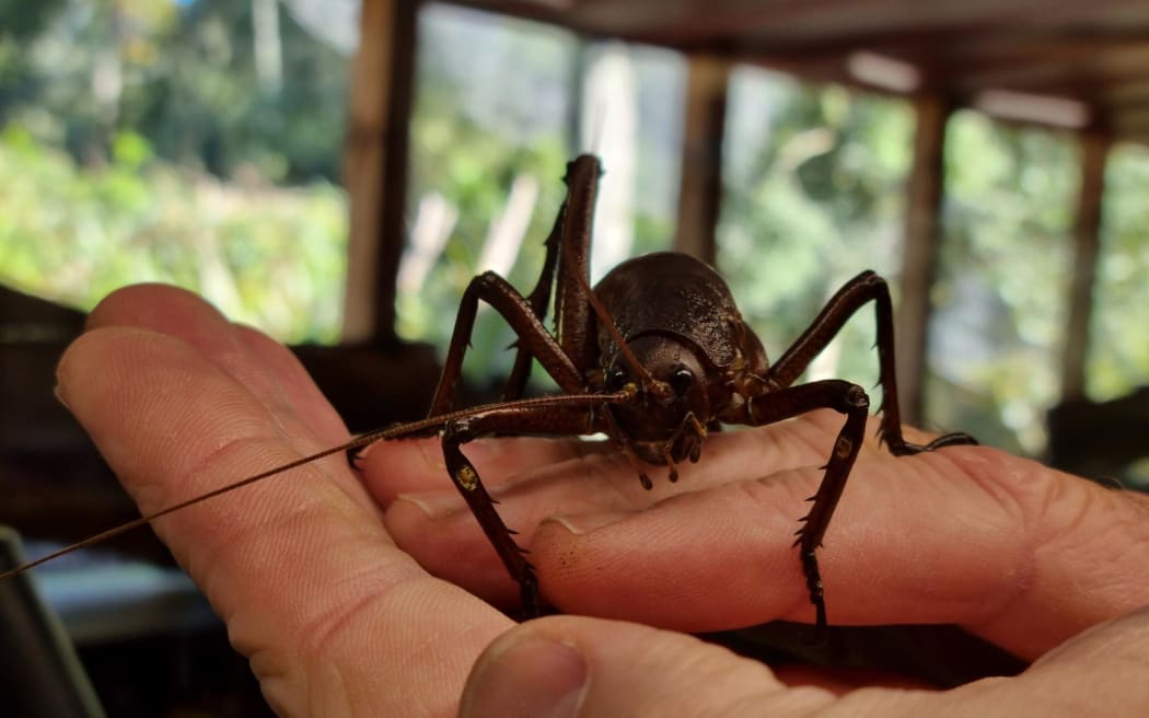 A critically-threatened Mahoenui giant wētā, at the Ōtorohanga Kiwi House.