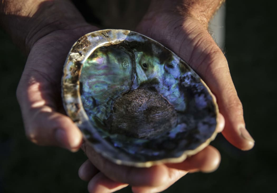 Paua held by Mike Vincent.