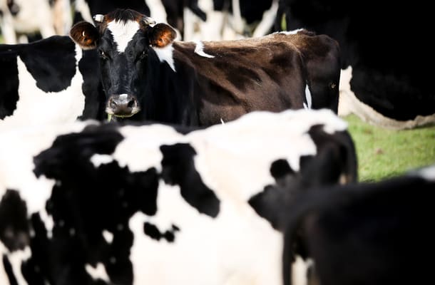 Friesian cow.