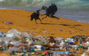 Crows come to eat garbage on the beach in Colombo, Sri Lanka, on August 27, 2023. As the United Nations Environment Programme said, every day, the equivalent of 2,000 garbage trucks full of plastic are dumped into the world's oceans, rivers, and lakes. Plastic pollution is a global problem. Every year, 19-23 million metric tonnes of plastic waste leak into aquatic ecosystems, polluting lakes, rivers, and seas. (Photo by Thilina Kaluthotage/NurPhoto) (Photo by Thilina Kaluthotage / NurPhoto / NurPhoto via AFP)