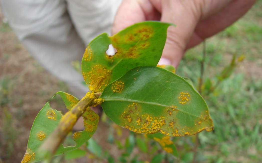 Common myrtle leaves infected with myrtle rust, on Maui, Hawaii.