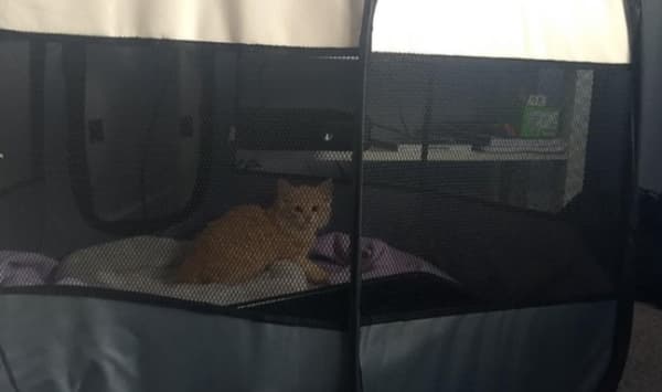 Katie Fitzgerald will always remember that day when she stumbled upon a tiny, bony, sniffly ginger kitten on the street.