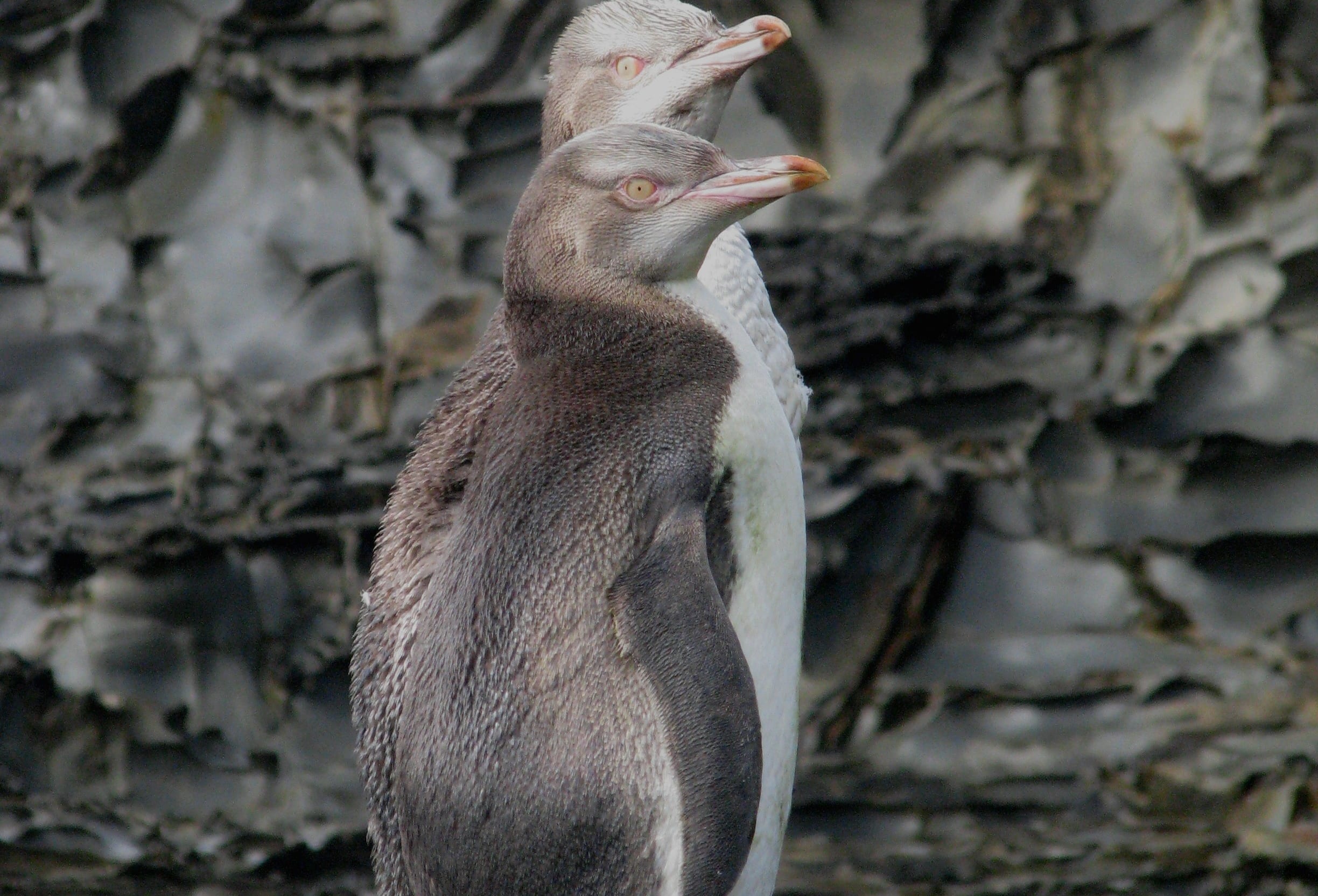 Two juvenile yellow-eyed penguins