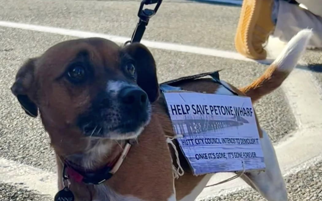 A dog joins the community walk to protest against plans to demolish Petone Wharf.