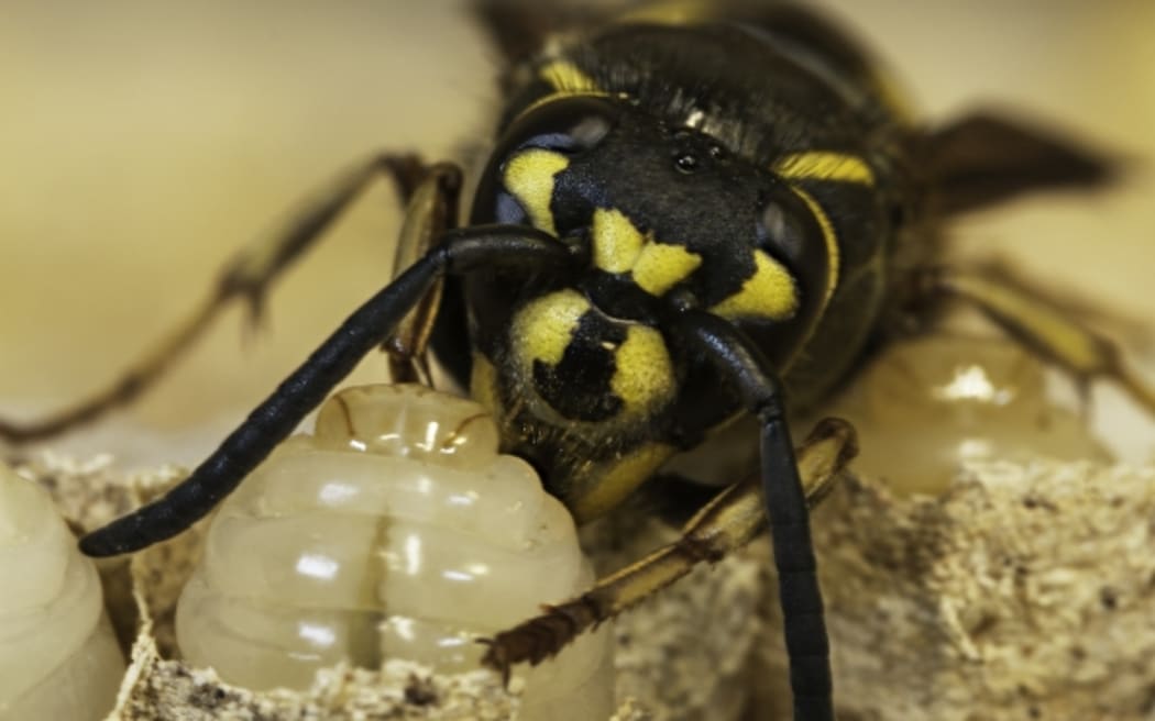Common Wasp Queen and Grub