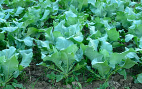 Young cauliflower plants