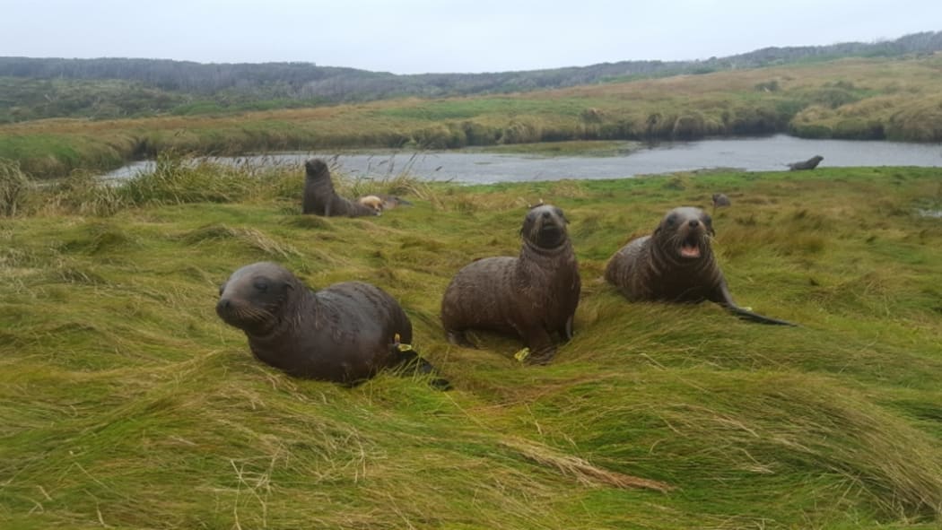 The windswept Auckland Islands are the New Zealand sea lions' main breeding grounds.
