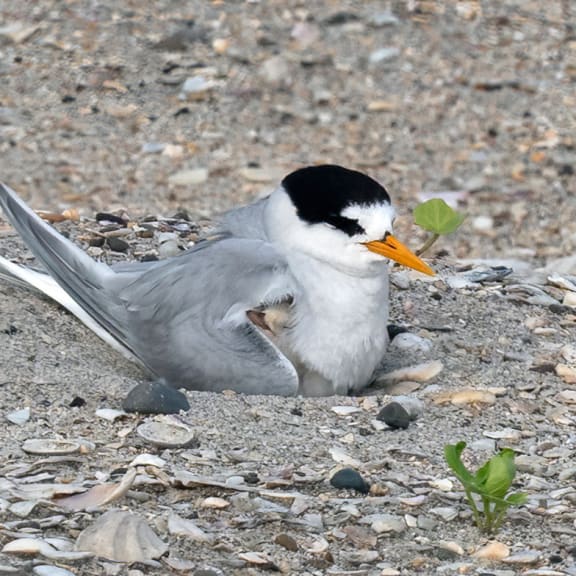 The tara iti or fairy tern is New Zealand's most endangered bird.