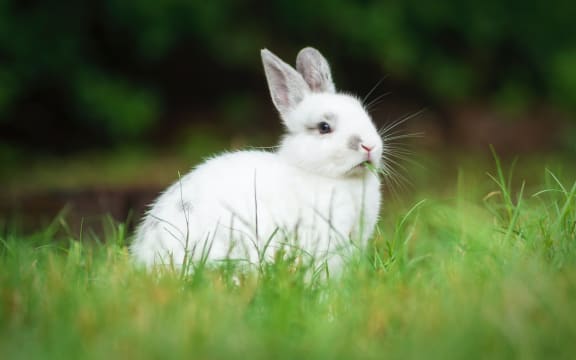 White bunny rabbit in grass