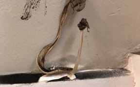 Can you tell us what this is? comedian Paul Ego found this growth in his home...