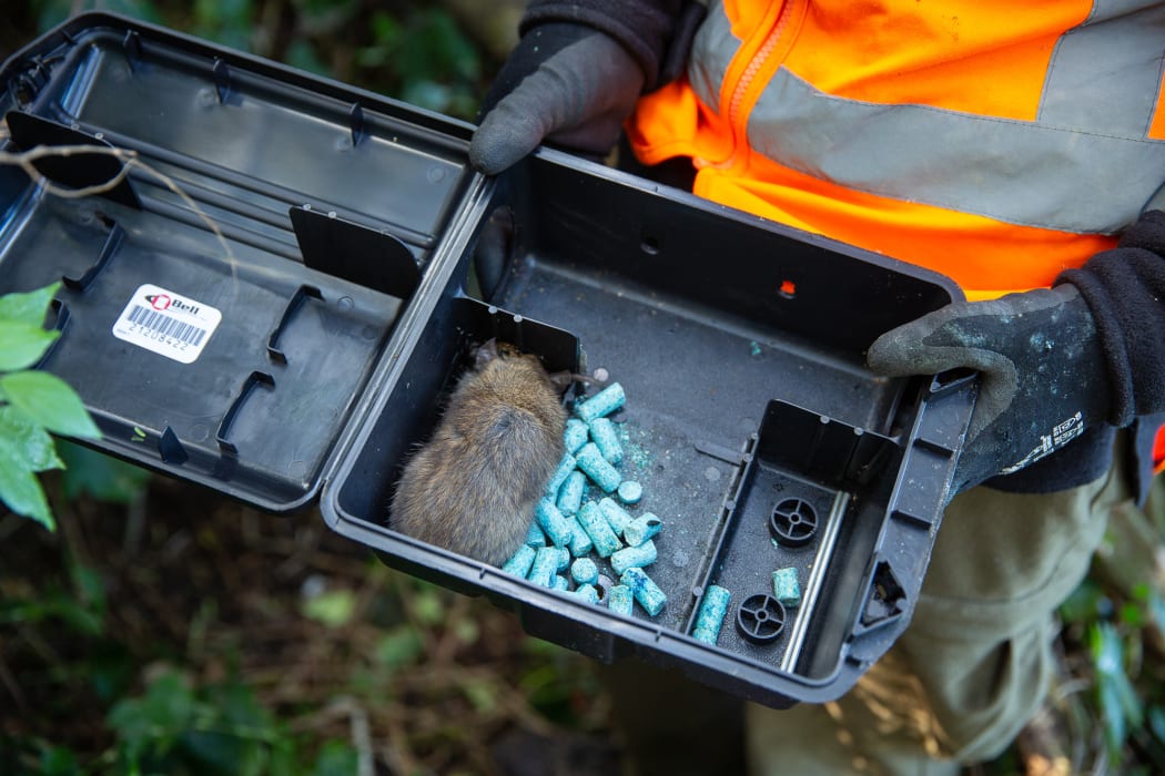 A rat returns to a bait station to die, a few days after it has consumed a lethal dose of the toxin brodifacoum.