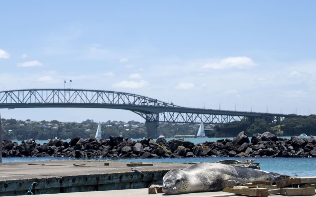 Owha, leopard seal, and the Auckland Harbour Bridge