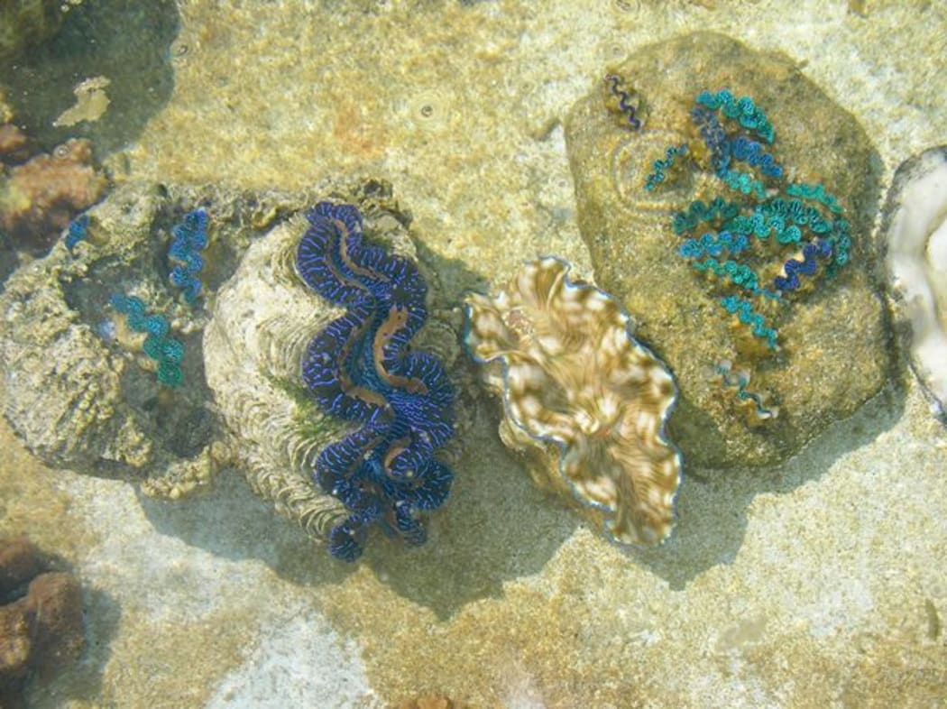 Native giant clams Tridacna Maxima raised in the Autitaki Ministry of Marine Resources hatchery