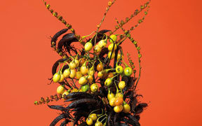 The Courtesan, Poroporo (Solanum sp.) 2016 by Ann Shelton