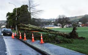 Trees in Nelson's Victoria Square have been battered by high winds that ripped through the area during yesterday's stormy weather.
