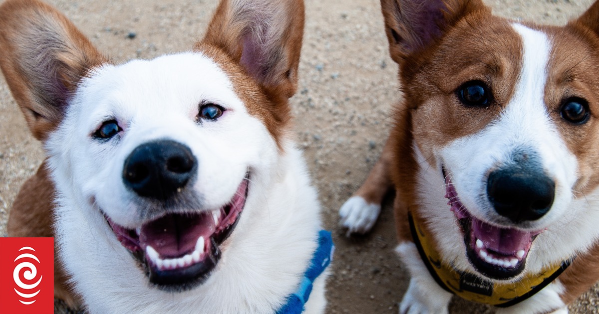 Best of 2023: Paws to reflect on pets, the year's best furry tails - Vimarsana News