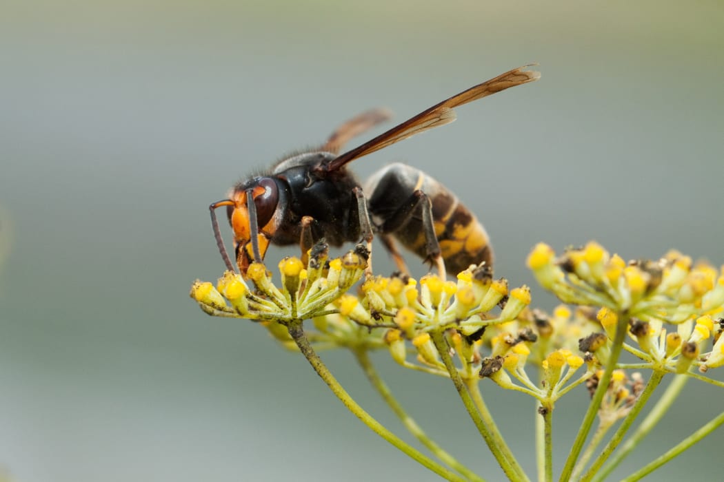 Vespa velutina nigrithorax, the Asian hornet, originates from Southeast Asia and is an invader wasp that has appeared in Europe in France, Spain and Portugal. Further invasions are expected in other countries of Europe