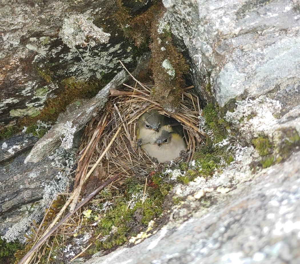 Rock wren fledglings in a nest in the Haast Range, South Westland.