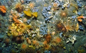 Colonial ascidians (grapes), crinoids (feather stars) and primnoid corals (orange) make up part of the Ross Sea ecosystem.