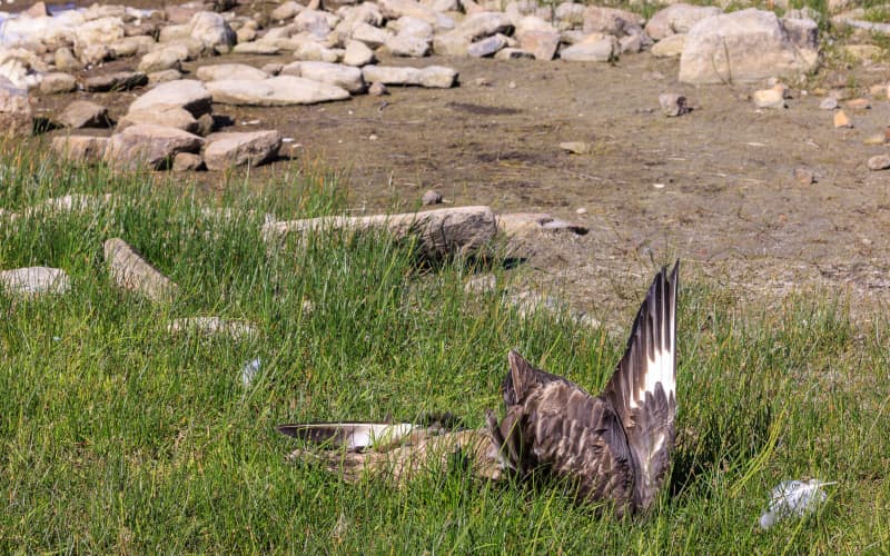 Dead Great skua (Stercorarius skua) victim of bird flu, Shetland Islands, Scotland (Photo by ALAIN ROUX / Biosphoto via AFP)