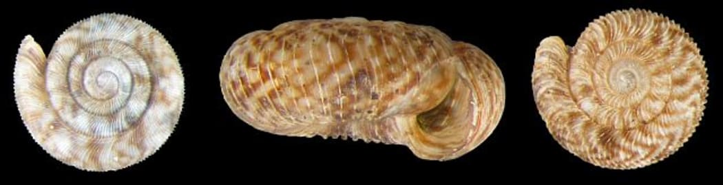 These three snails are all in the genus Cavellia and are all found in Wellington.