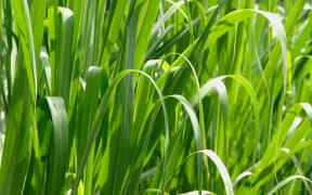 Grass macro high resolution.