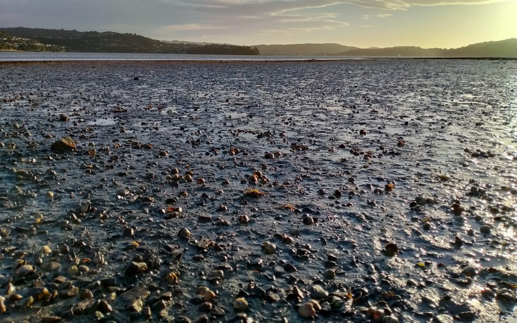 Porirua's Pāuatahanui Inlet