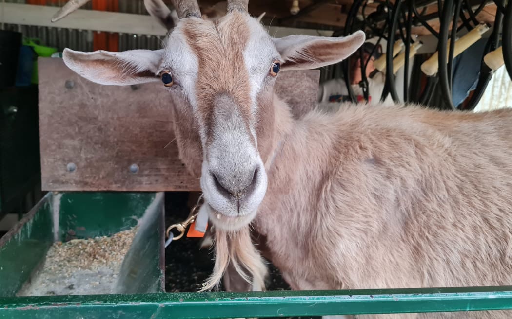 Dairy goat farm
