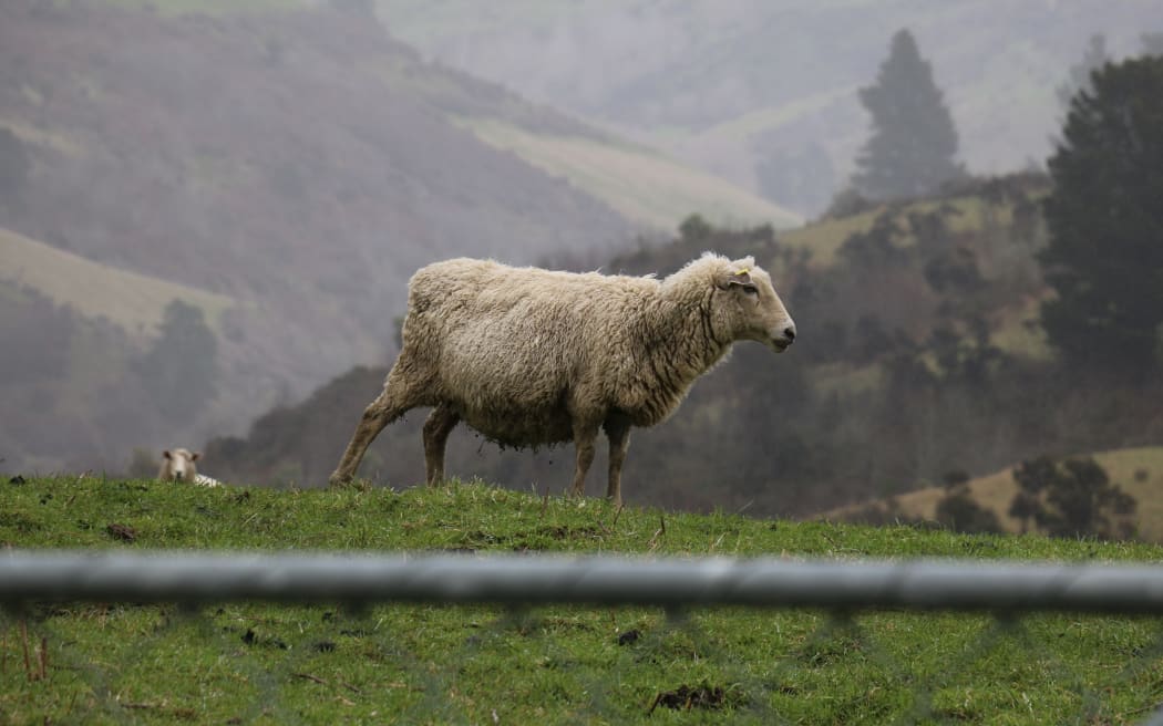 Sheep