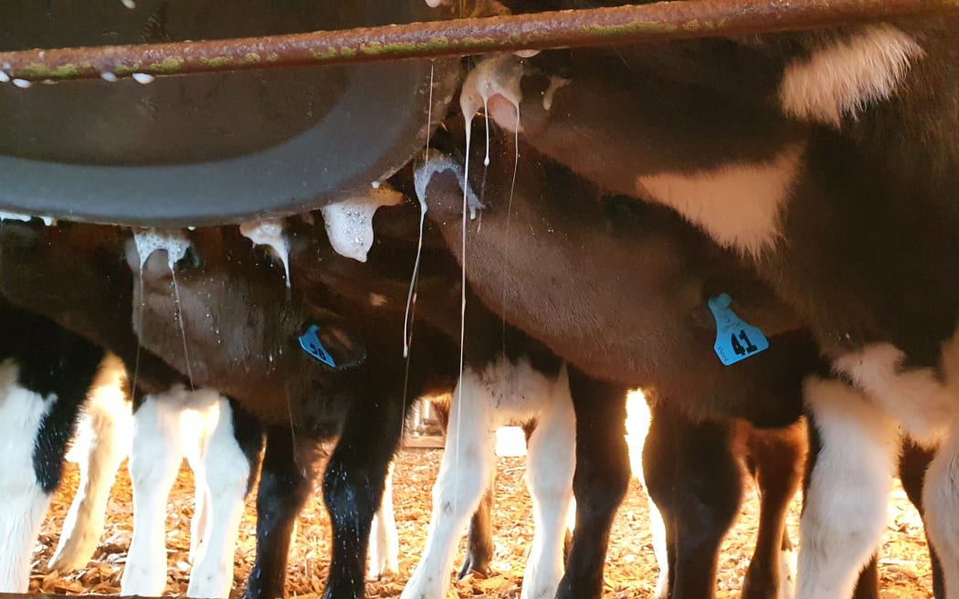 Calves at the calfeteria