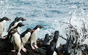 Rockhoppers at Campbell Island have declined by at least 21 per cent since 1984 leaving just over 33,000 breeding pairs on the island.