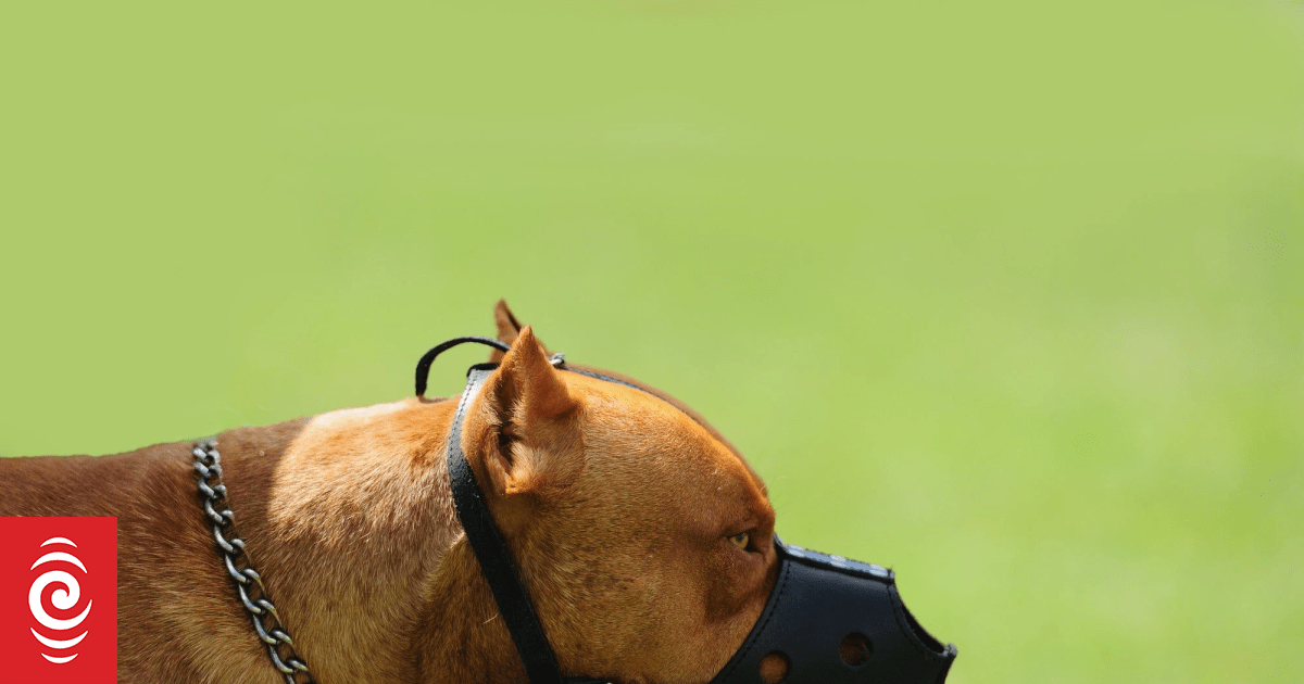 Dog owner blames themself for park attack