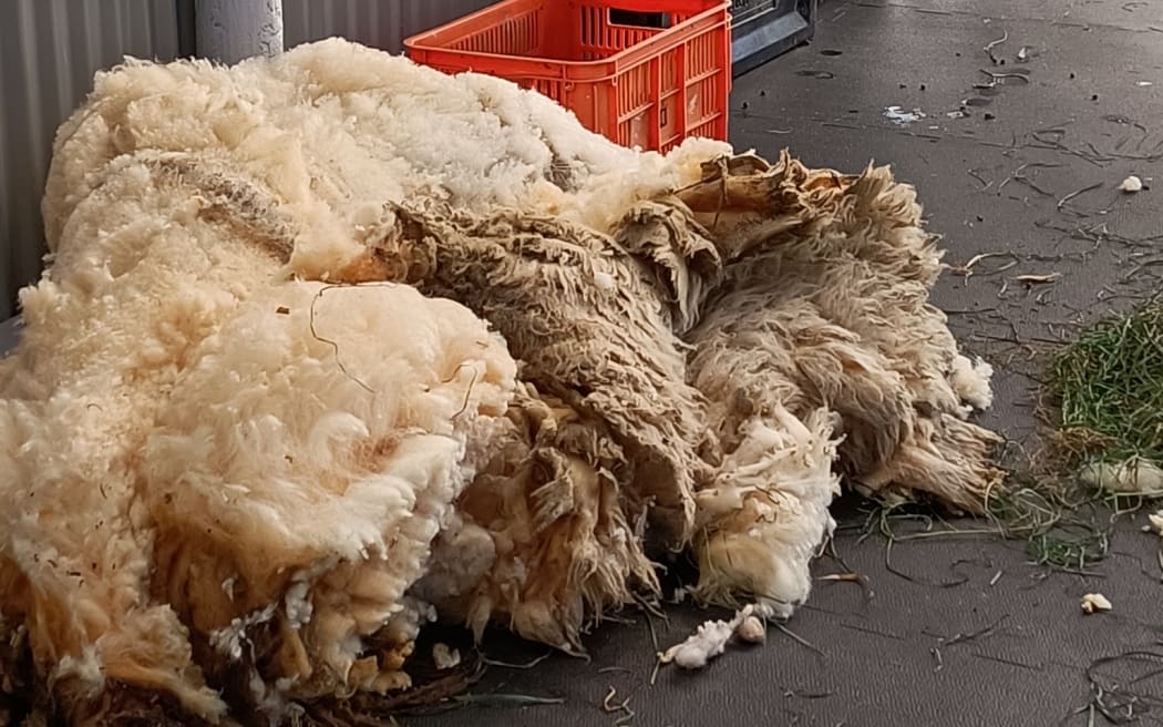 Millie's shorn fleece.