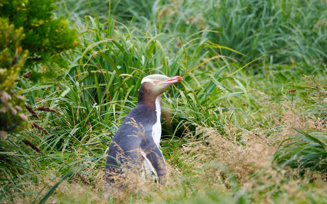 A penguin with a pink beak and golden eyebrow sits in long grass.